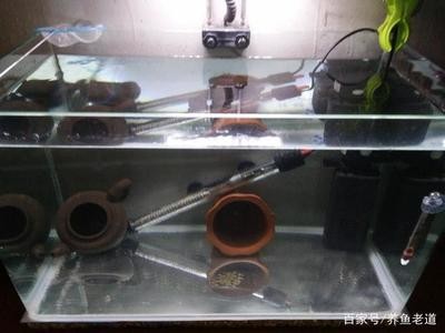 養銀龍魚缸尺寸圖（養銀龍魚缸尺寸圖片）