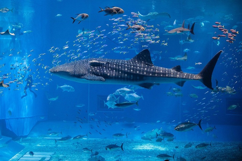 龍魚虎魚魟魚混養喂什么（龍魚和魟魚混養喂食）