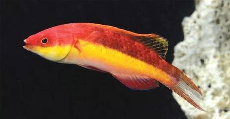 金龍魚一定得雄雌才會產卵嗎