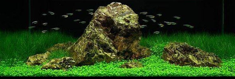 丹東市振興區(qū)金玉堂水族商店（丹東市振興區(qū)金玉堂水族商店地址）