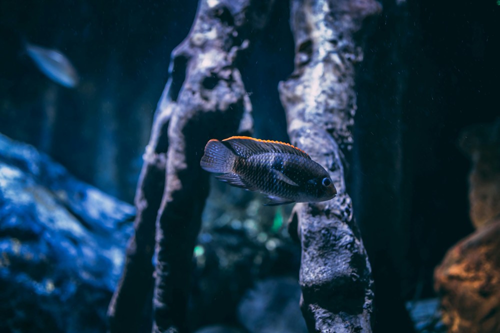 黃金河虎可以和虎魚混養嗎