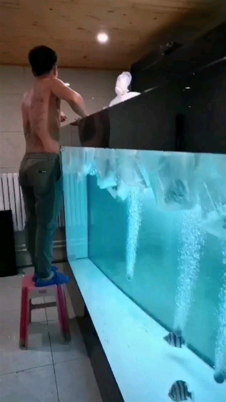 虎魚混養注意事項