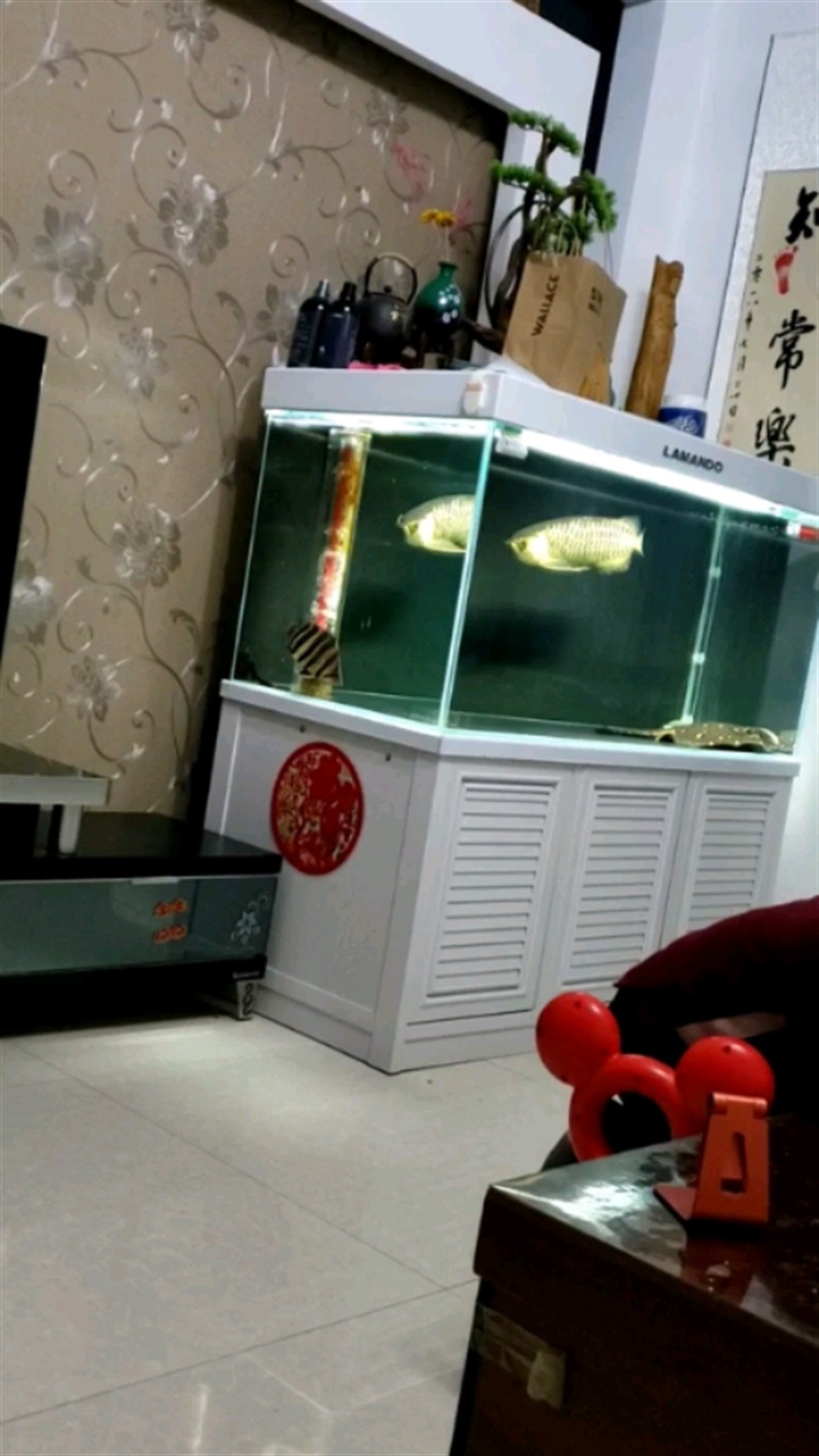 挺好的一個包肚圍脖的長明虎被龍魚打的遲早