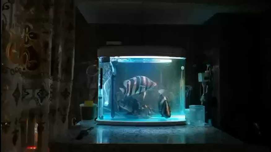 現實版蝸居可憐的虎魚