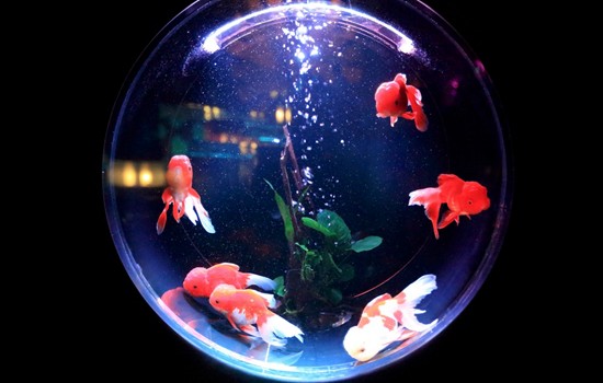 阜陽市潁州區(qū)風(fēng)景水族生態(tài)魚缸店（阜陽市潁州區(qū)風(fēng)景水族生態(tài)魚缸店