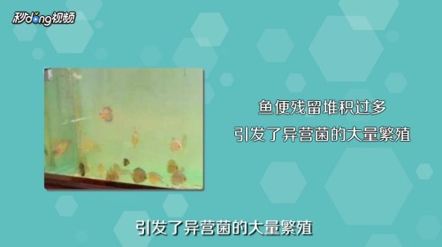 利辛縣深藍水族館（利辛縣深藍水族館電話）