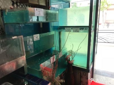 青龍魚 銀龍魚生活在淡水還是咸水(銀龍魚生活在淡水還是咸水中) 銀龍魚百科 銀龍魚生活在淡水還是咸水(銀龍魚生活在淡水還是咸水中) 銀龍魚生活在淡水還是咸水(銀龍魚生活在淡水還是咸水中) 銀龍魚百科