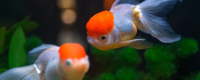 平涼市崆峒區原創水族館（平涼市崆峒區原創水族館地址） 平涼市崆峒區原創水族館（平涼市崆峒區原創水族館地址） 全國水族館企業名錄 第1張
