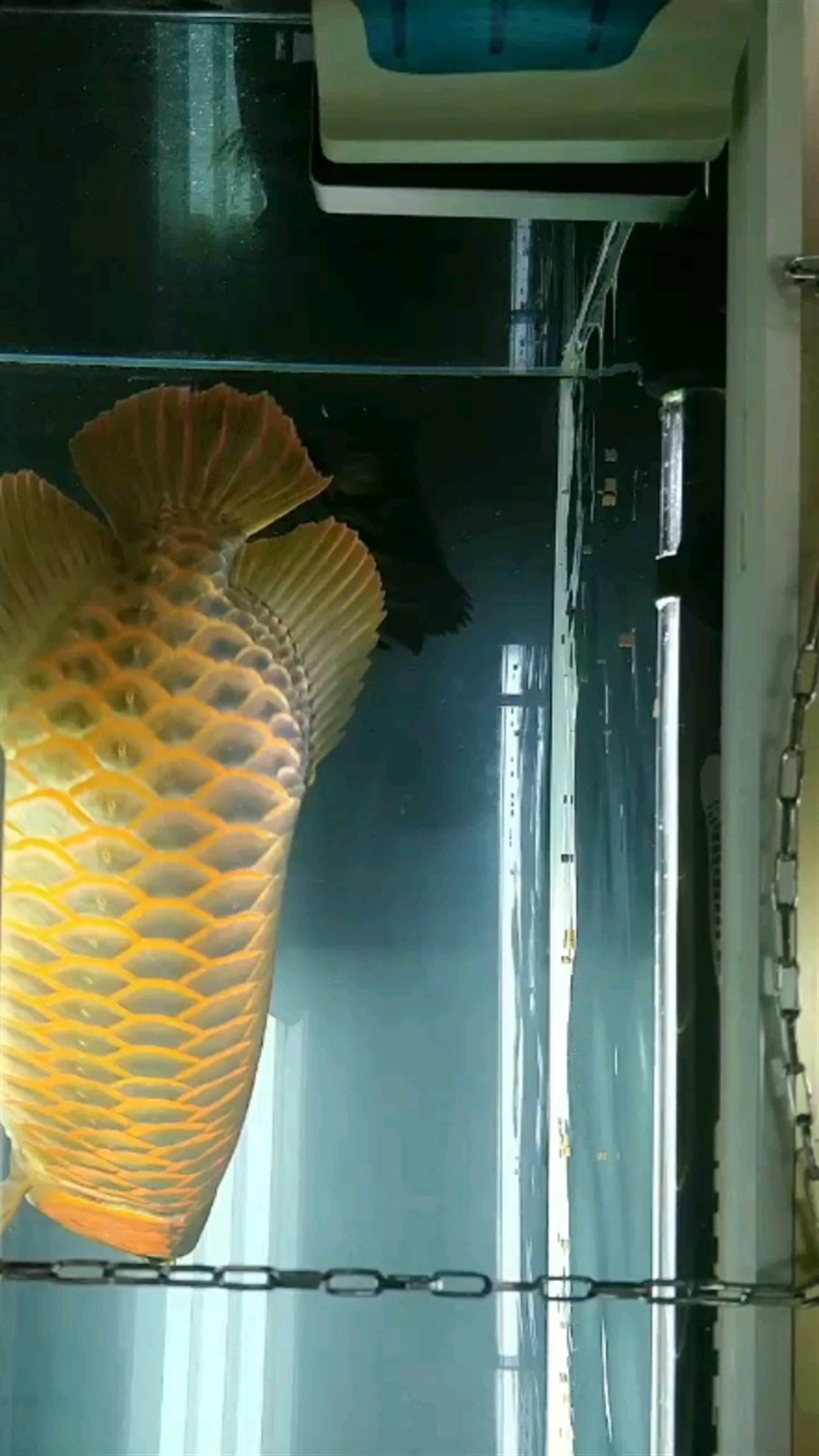 吃飼料的虎魚了解一下
