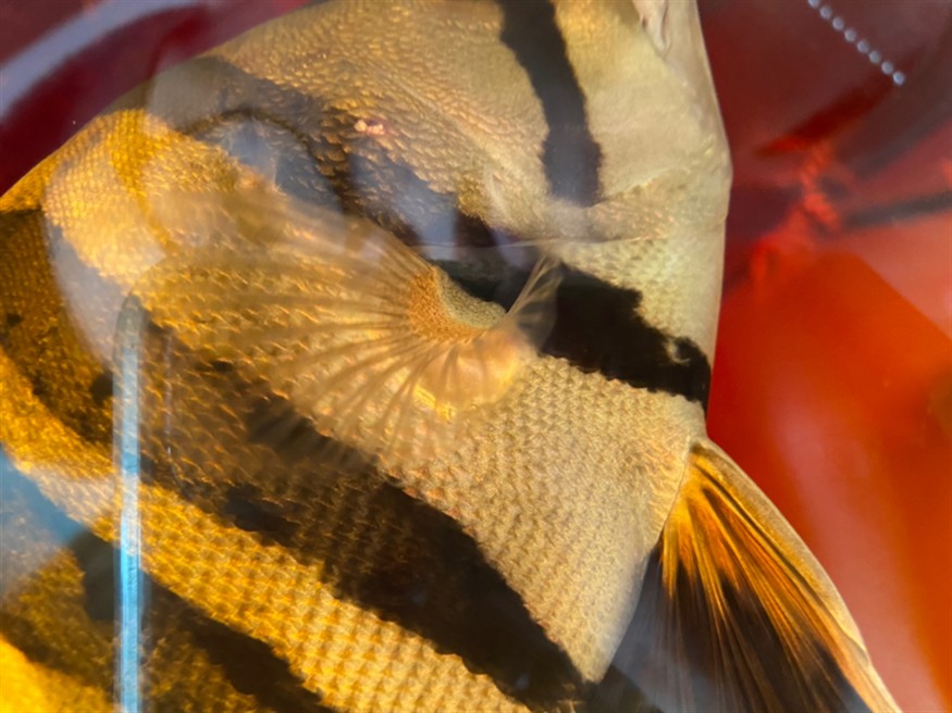 虎魚這是什么病？