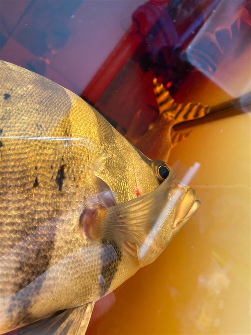 虎魚這是什么病？