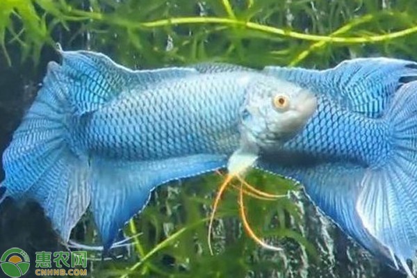 臨清市永青路金鱗水族館（臨清市永青路金鱗水族館電話） 臨清市永青路金鱗水族館（臨清市永青路金鱗水族館電話） 全國水族館企業名錄 第1張