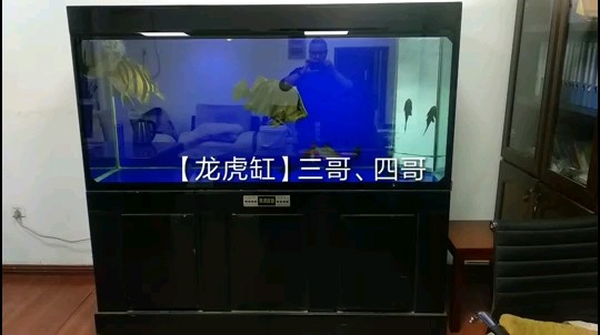 一米八龍虎缸草金喂虎魚進(jìn)食的炸水聲