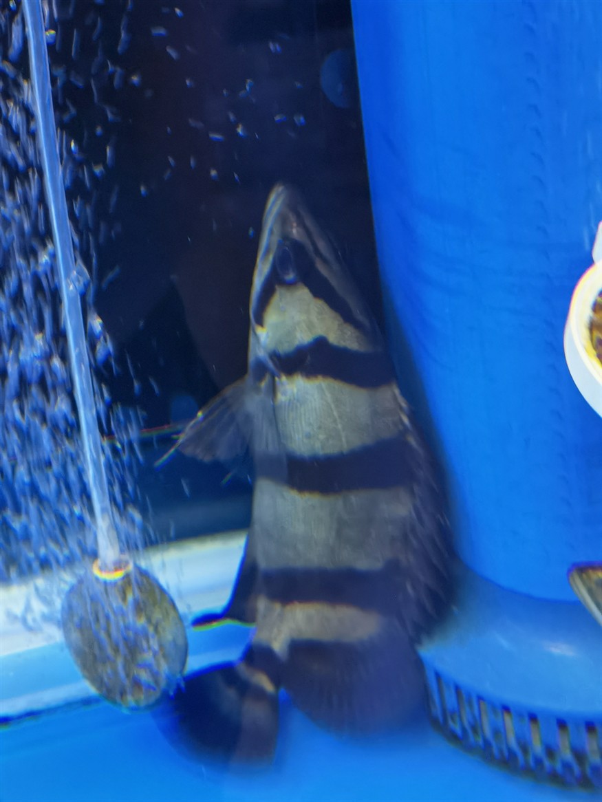 虎魚這幾天在角落不愛動彈