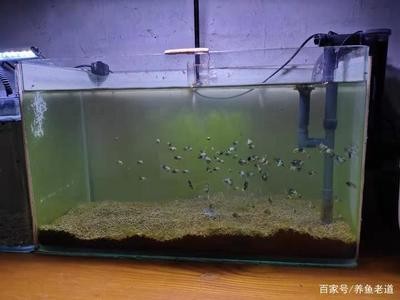 龍魚和銀龍魚一起養嗎圖片大全(龍魚和銀龍魚一起養嗎圖片大全大圖) 銀龍魚百科 龍魚和銀龍魚一起養嗎圖片大全(龍魚和銀龍魚一起養嗎圖片大全大圖) 龍魚和銀龍魚一起養嗎圖片大全(龍魚和銀龍魚一起養嗎圖片大全大圖) 銀龍魚百科