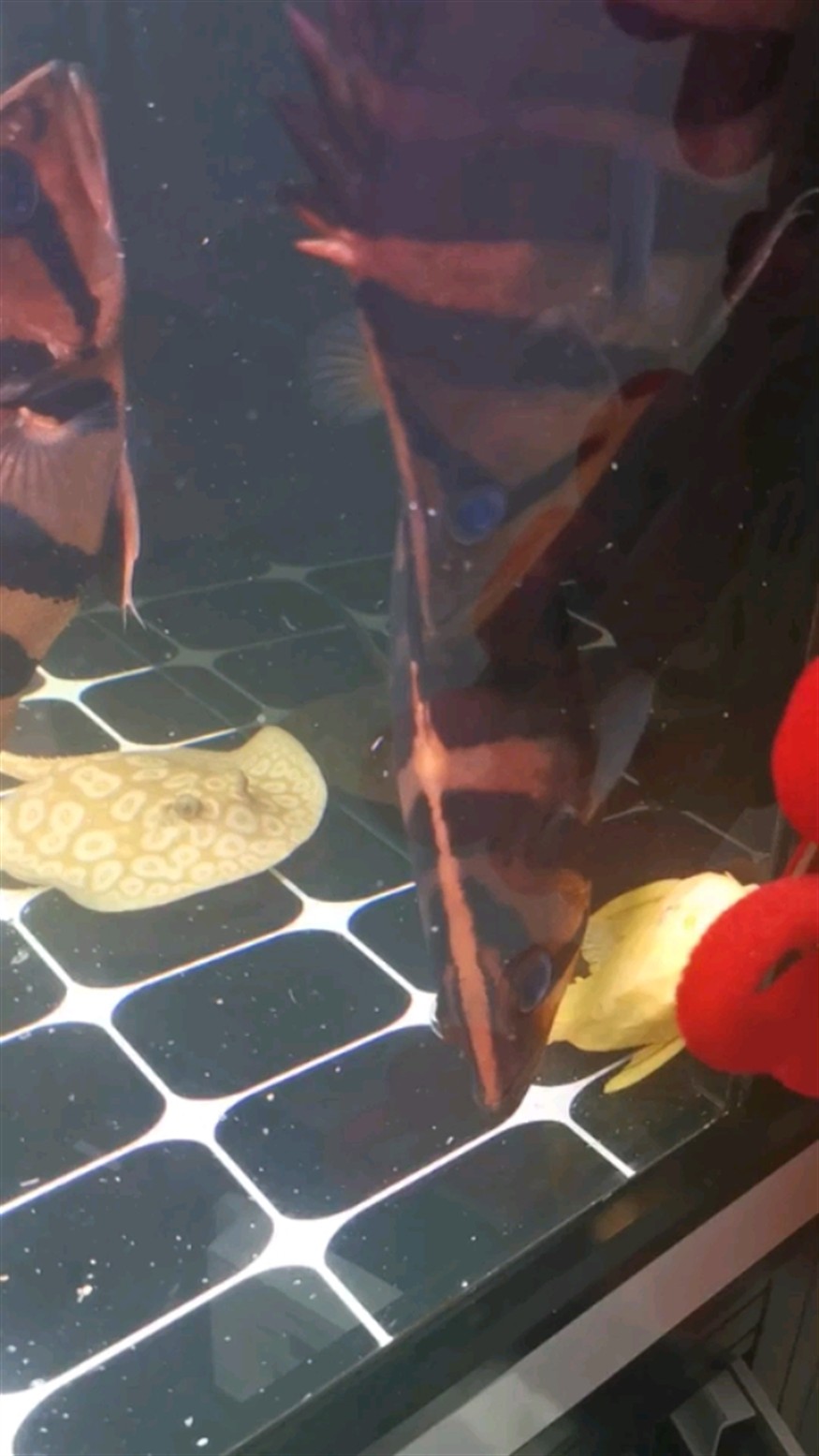 虎魚蒙眼怎么辦？