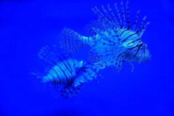 常州市天寧區蘭陵威龍水族園藝館（常州市天寧區蘭陵威龍水族園藝館電話） 常州市天寧區蘭陵威龍水族園藝館（常州市天寧區蘭陵威龍水族園藝館電話） 全國水族館企業名錄 第1張