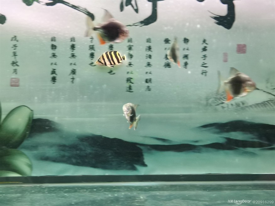 愛吃飼料虎魚長的真快8個月長了10厘米