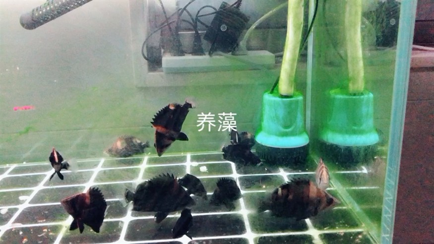 虎魚養藻