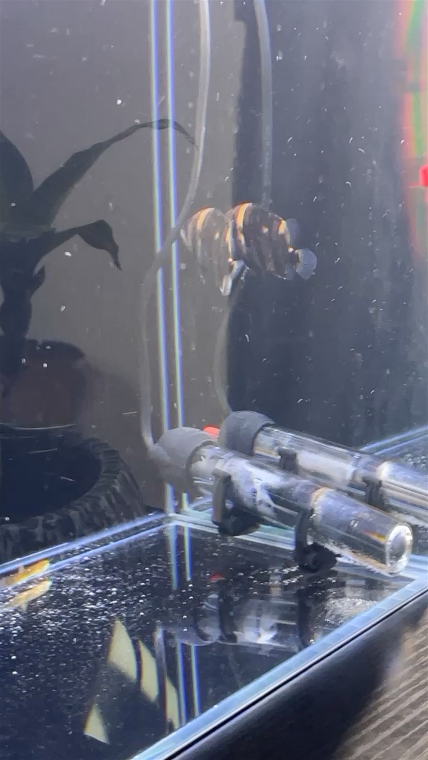 為什么我的虎魚那么黑
