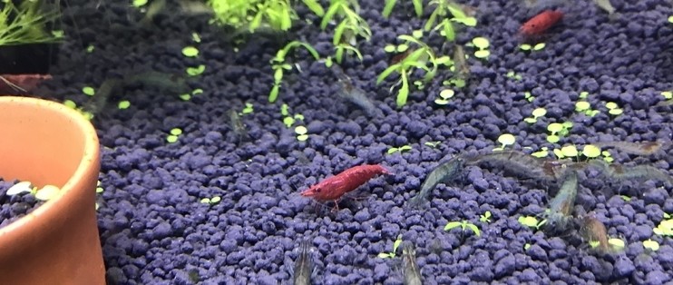 銀龍魚會變色嗎（銀龍魚養(yǎng)久了會變色嗎）