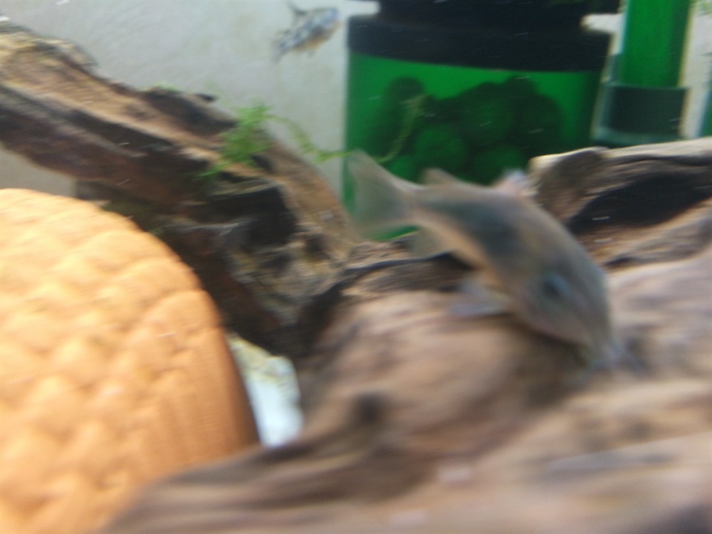 曬曬鼠魚和子陵蝦虎