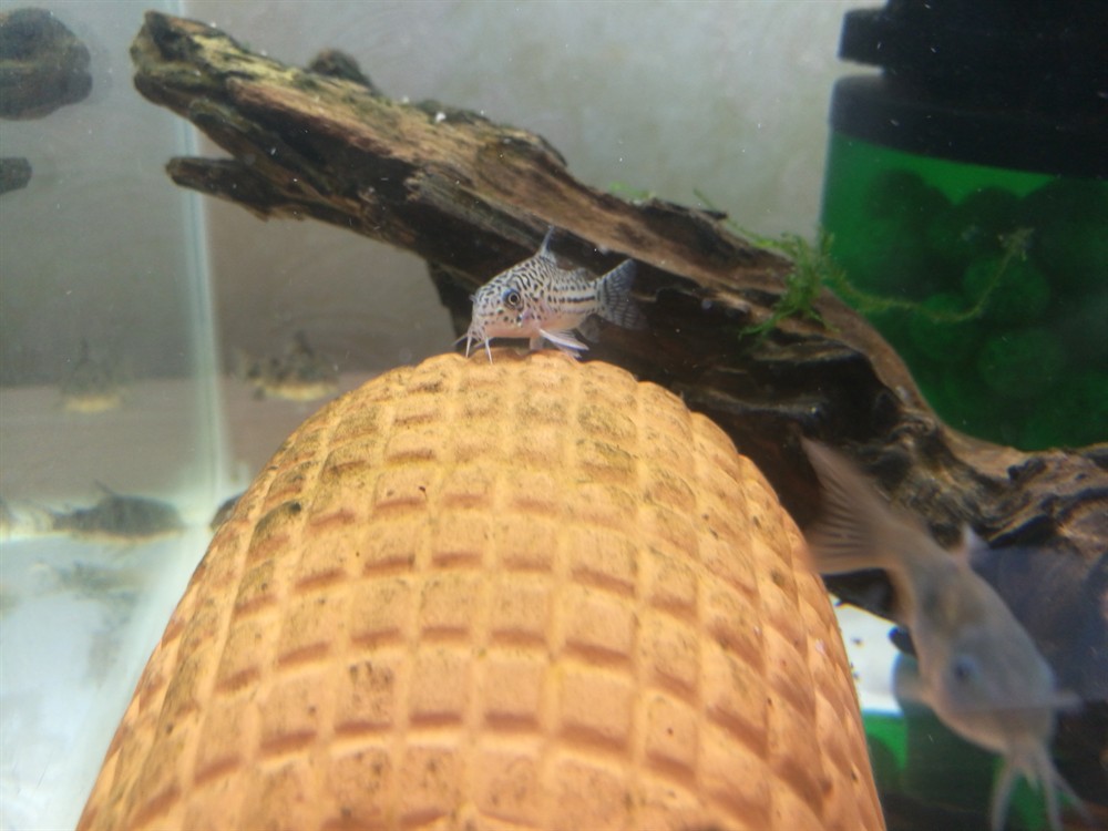 曬曬鼠魚和子陵蝦虎