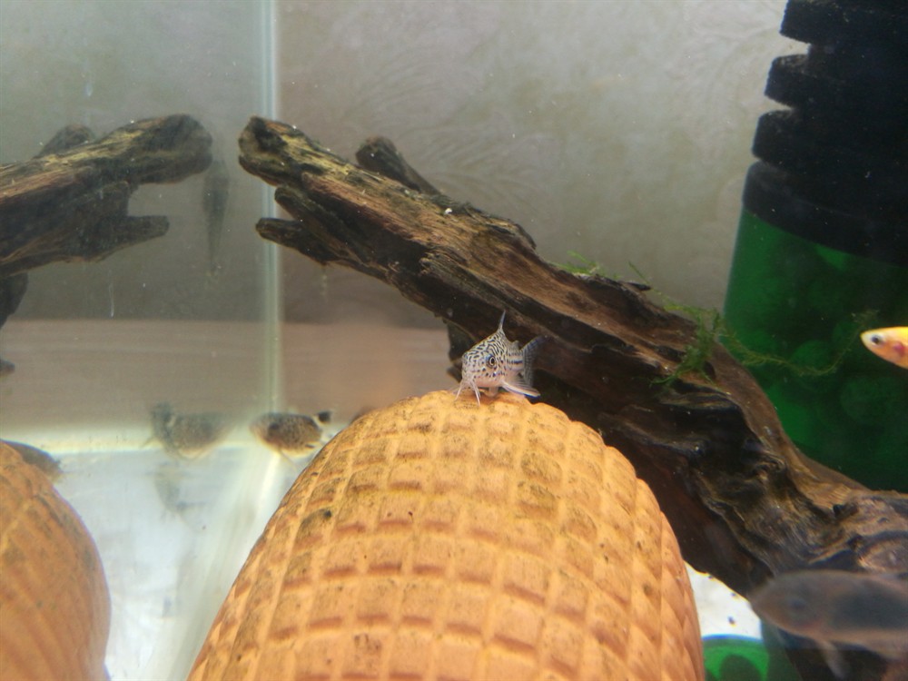 曬曬鼠魚和子陵蝦虎