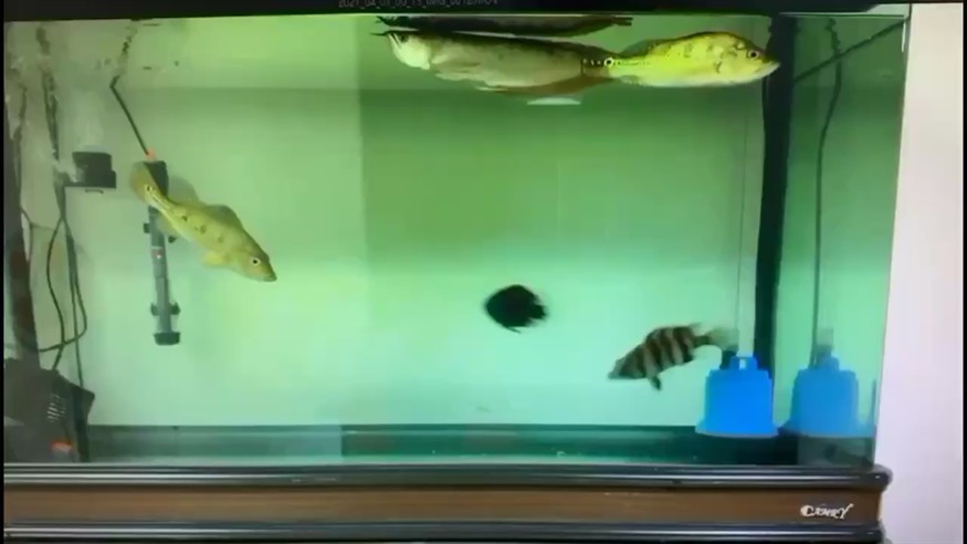 虎魚新手問問題