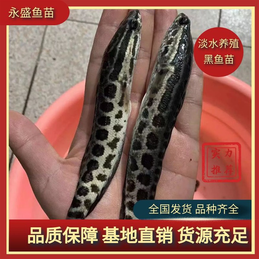 銀龍魚吃什么怎么養(yǎng)？不吃食怎么辦？(銀龍魚不吃食怎么辦？銀龍魚不吃食原因及解決方法)