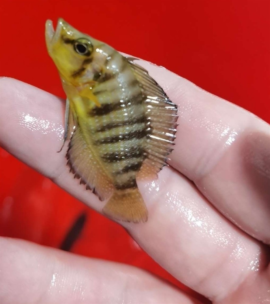 黃金虎魚苗3到5厘米