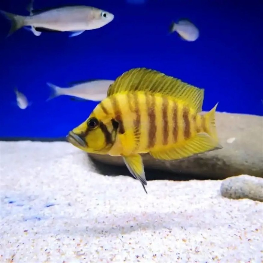 黃金虎魚苗3到5厘米
