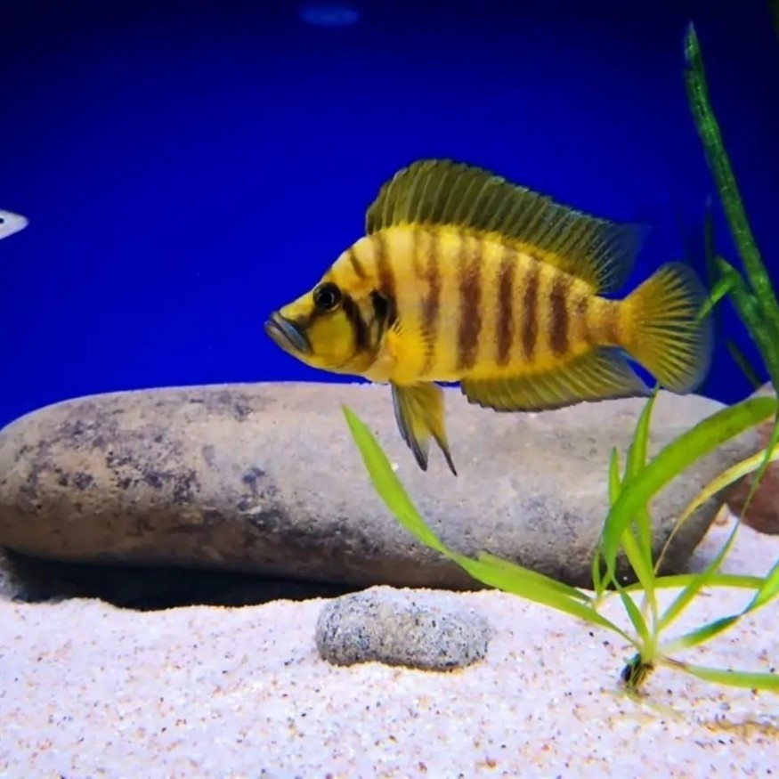 黃金虎魚苗3到5厘米
