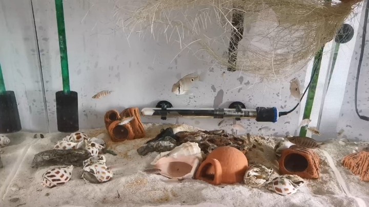 把魚缸換了重新開缸養卷貝和黃金虎 把魚缸換了重新開缸養卷貝和黃金虎 虎魚百科