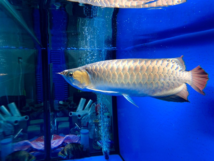 紅龍和虎魚