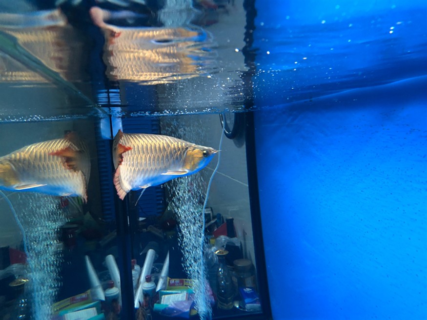 紅龍和虎魚