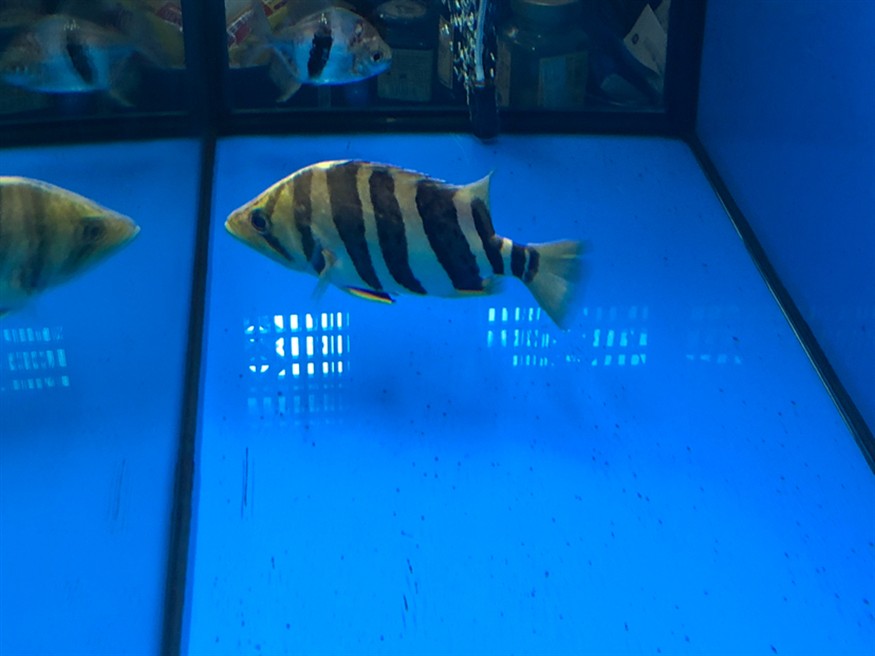 紅龍和虎魚