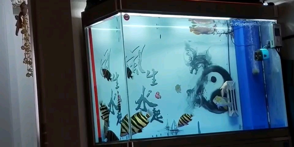 有十間的虎魚才叫明虎 有十間的虎魚才叫明虎 虎魚百科