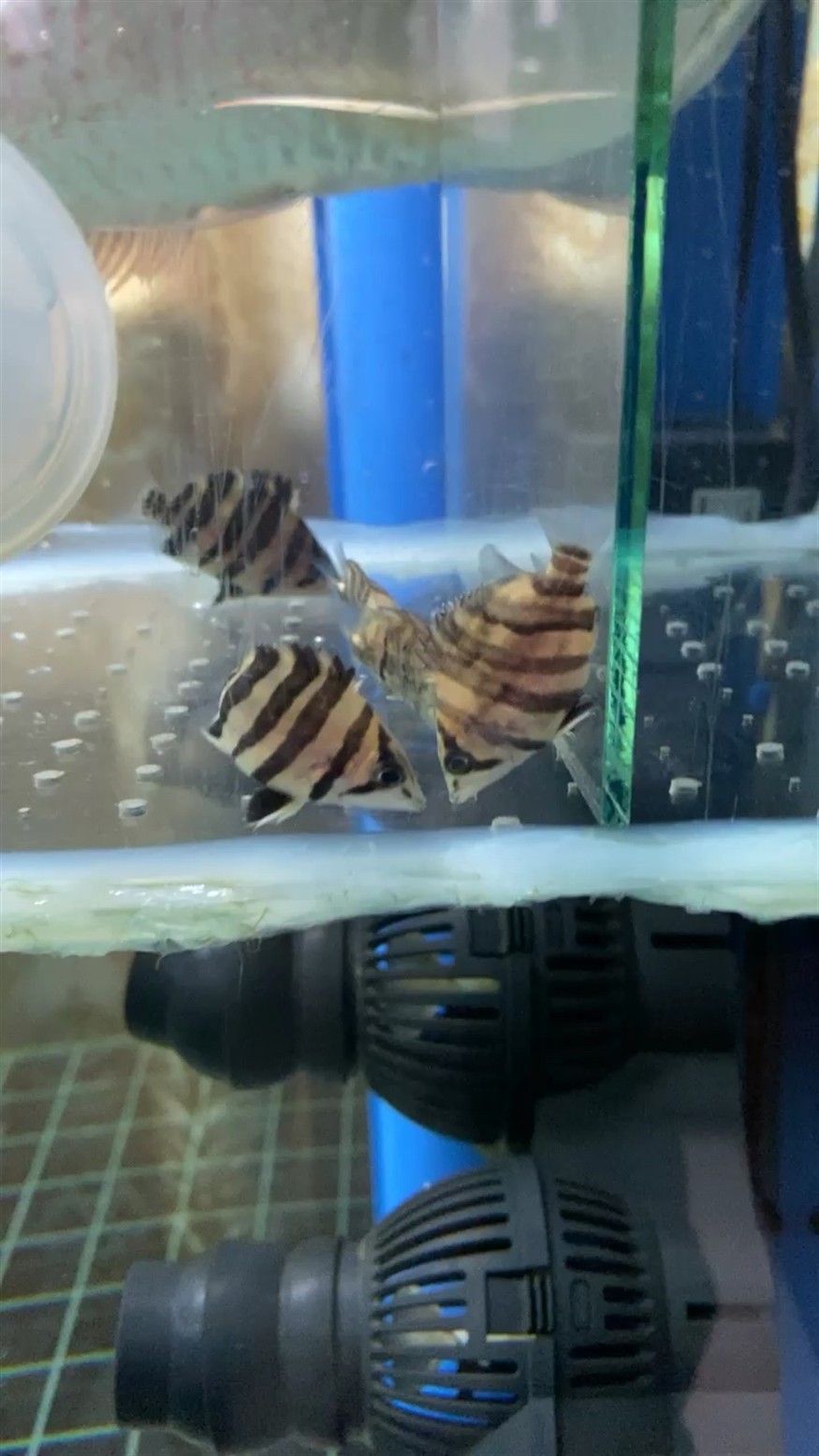 養不好的虎魚