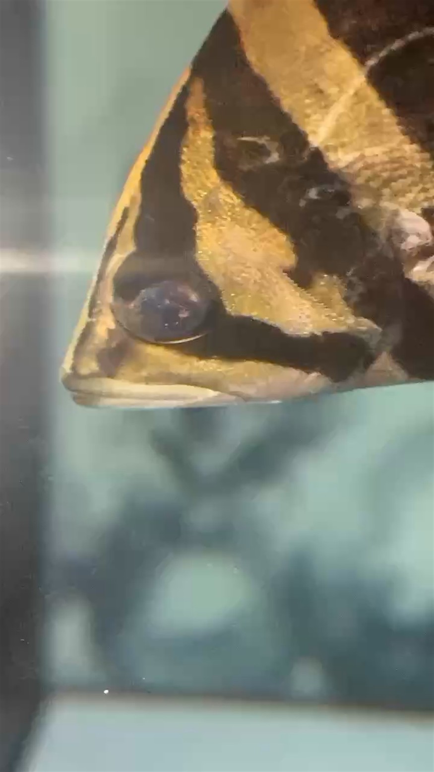 虎魚剛到好像黑眼球塌陷了能救嗎？ 虎魚剛到好像黑眼球塌陷了能救嗎？ 虎魚百科