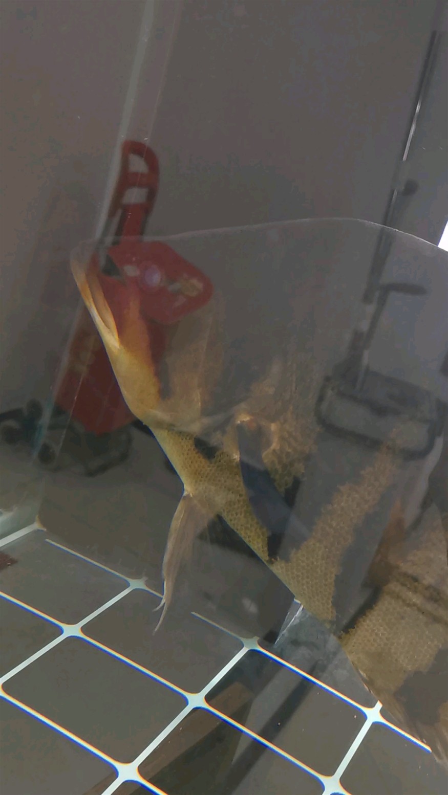大虎魚蒙眼了怎么治