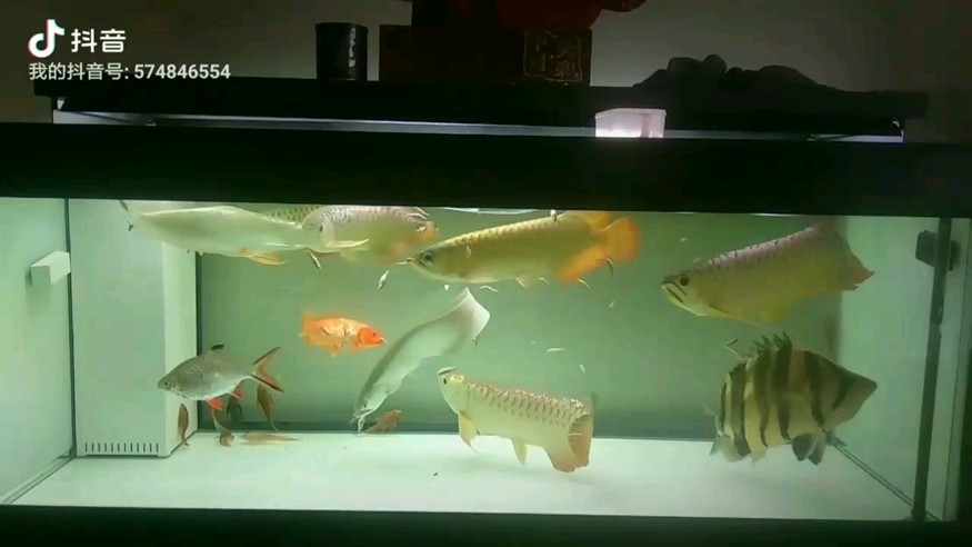 龍虎鯉群養缸、喂食篇麥穗魚整齊劃一