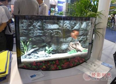 哈爾濱市南崗區龍躍水族館(哈爾濱市南崗區龍躍水族館 全國水族館企業名錄 第1張 哈爾濱市南崗區龍躍水族館(哈爾濱市南崗區龍躍水族館 哈爾濱市南崗區龍躍水族館(哈爾濱市南崗區龍躍水族館 全國水族館企業名錄 第1張