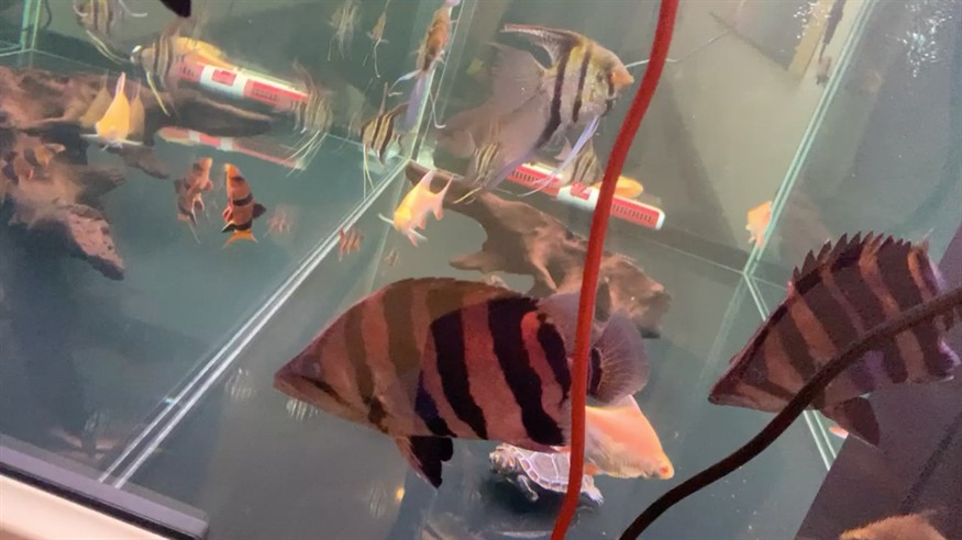 虎魚還會變色的嘛？