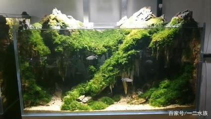 銀龍魚能和什么魚混養呢圖片（銀龍魚能和什么魚混養呢圖片大全）