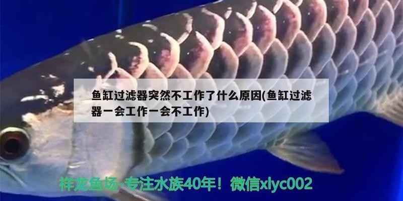 銀色金龍魚(yú)多少錢(qián)一只啊(金色銀龍魚(yú)價(jià)格多少錢(qián)一只)