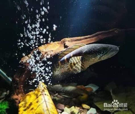 諸城市亞馬遜生態水族旗艦店（諸城市亞馬遜生態水族旗艦店地址） 諸城市亞馬遜生態水族旗艦店（諸城市亞馬遜生態水族旗艦店地址） 全國水族館企業名錄 第1張