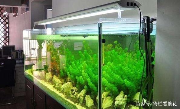 曲靖市麒麟區大宇水族滇東店（云南曲靖水族）