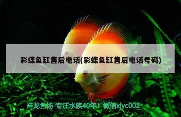 龍魚干蝦有營養嗎 銀龍魚飼料推薦一下(銀龍魚飼料推薦一下) 銀龍魚百科 銀龍魚飼料推薦一下(銀龍魚飼料推薦一下) 銀龍魚飼料推薦一下(銀龍魚飼料推薦一下) 銀龍魚百科