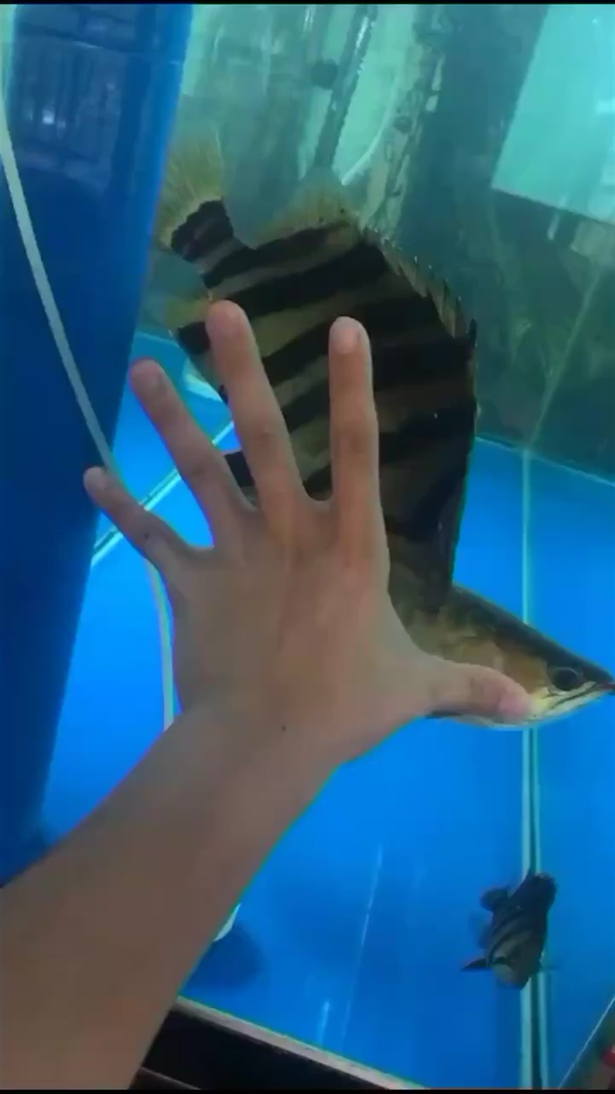 虎魚(yú)龍魚(yú)記錄